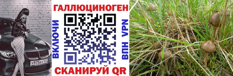 Галлюциногенные грибы Cubensis  Завитинск 